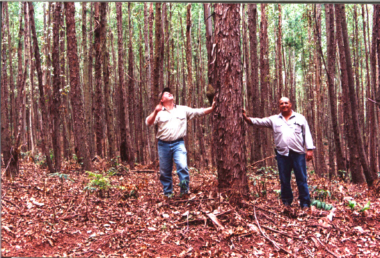 Celmar Forest - Brazil