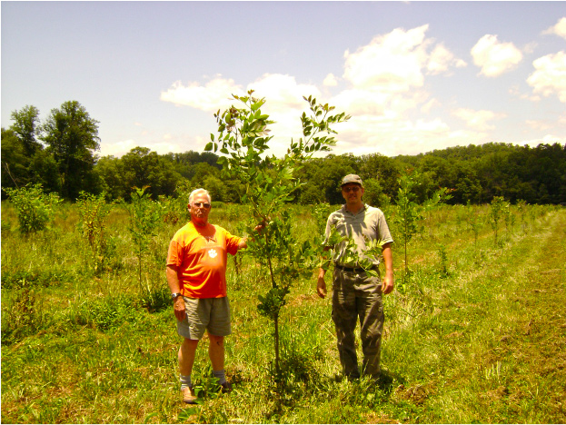 Gren Ash Planting